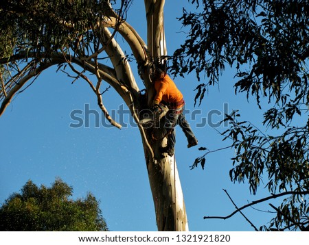 View of a city maintenance worker cutting branches off a eucalyptus tree on a sunny day