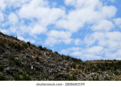 a view of a clearcutting landscape, a logging practice where most or all trees in a specific area are cut down.