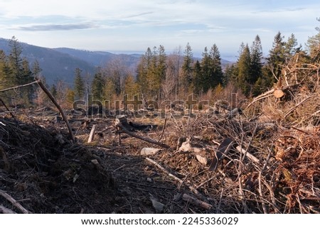 view of a cleared forest in the mountains. Deforestation