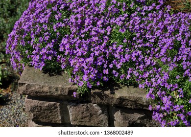 View Of Climbing Purple Flowers On The Stone Palisade In The Spirng Garden. Macro Photography Of Nature.