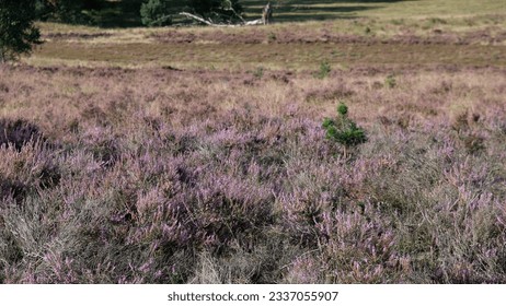 view from close up of heath in bloom