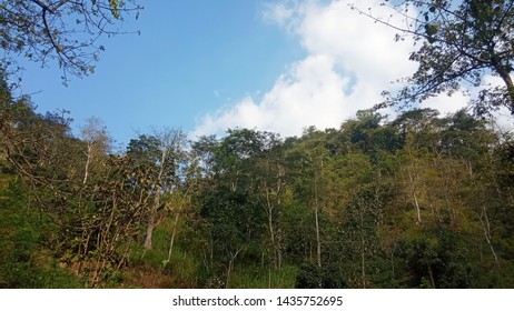 the view of the clouds in the blue sky from inside the forest