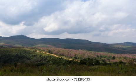 View of Clouds over Valley at Phu Lom Lo, Sakura Thailand or Wild Himalayan Cherry Blossom