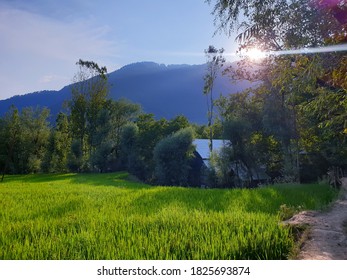View of cloudy blue sky beautiful villages and rice fields of villagers in Indian states. Green and yellow golden colour crops in India are best destination for travellers. - Shutterstock ID 1825693874