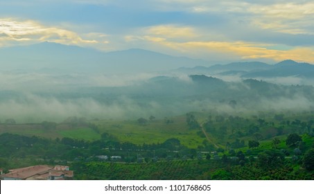 View Of The Cocoa Plantation. Ecuador.