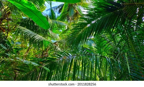 3,786 Coconut Leaf Sticks Images, Stock Photos & Vectors | Shutterstock