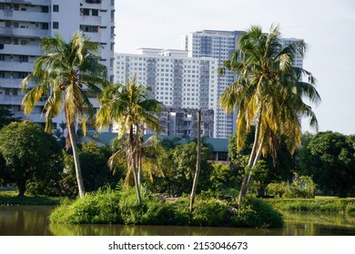The view of the coconut trees on a small knoll in the lake 