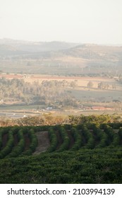 View Of A Coffee Plantation In Brazil, South America. High Quality Photo