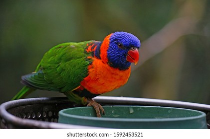 Tree With Birds Stock Photos Images Photography Shutterstock