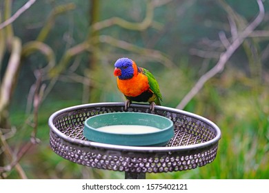 Loriini Bird Images Stock Photos Vectors Shutterstock