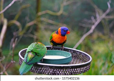 Loriini Bird Images Stock Photos Vectors Shutterstock