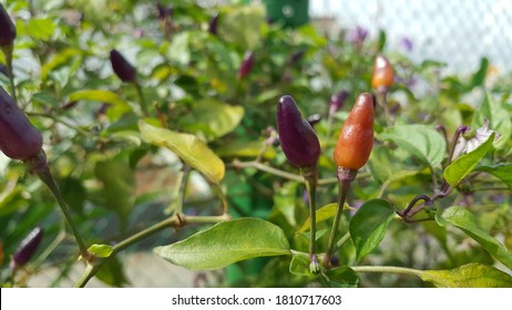 View Of Colorful (red, Purple And Yellow) Hot Peppers Chili, Bird Eye Chili Or Thai Chili Plant At At The Home Based Roof Top Farming  Organic Garden. Hot Chili Pepper, Species Capsicum Annuum.