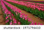 View of a colorful tulip field with flowers in bloom in Cream Ridge, Upper Freehold, New Jersey, United States