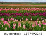 View of a colorful tulip field with flowers in bloom in Cream Ridge, Upper Freehold, New Jersey, United States