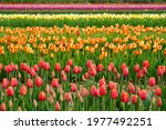 View of a colorful tulip field with flowers in bloom in Cream Ridge, Upper Freehold, New Jersey, United States