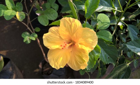 View Of Colourful Hibiscus Or Rosemallow Flowers