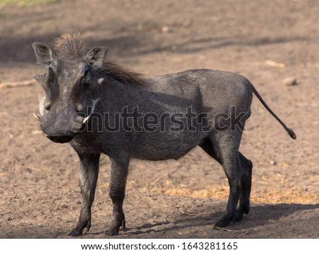 View of common warthog, standing  in savannah at Masai Mara, Kenya