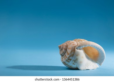 View Of A Conch Shell On A Blue Background, Syrinx Aruanus Type