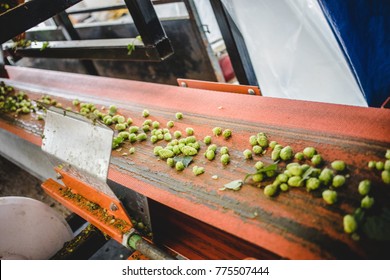 View To Conveyor With Harvested Cascade Hop On Farm.