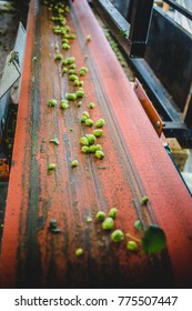 View To Conveyor With Harvested Cascade Hop On Farm.