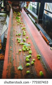 View To Conveyor With Harvested Cascade Hop On Farm.