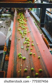 View To Conveyor With Harvested Cascade Hop On Farm.