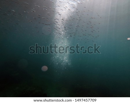 Similar – a school of fishes