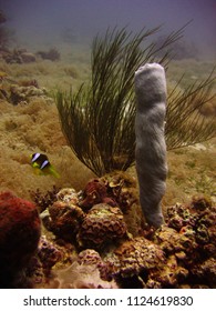 View Of The Coral, Hexactinellid Sponges And Fish In The Red Sea