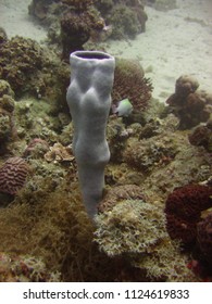 View Of The Coral, Hexactinellid Sponges And Fish In The Red Sea