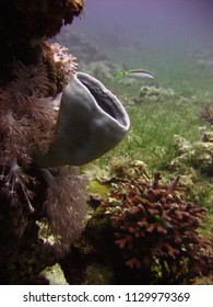 View Of The Coral, Hexactinellid Sponges And Fish In The Red Sea