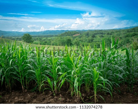 view of corn field