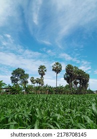 The view of the corn field and palm trees under the blue sky.