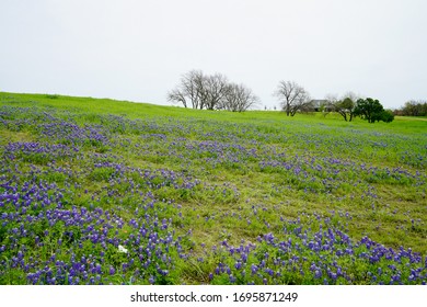 View Of Country Hillside With Texas Bluebonnet Wildflowers In Bloom