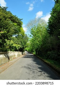 View Of A Country Road Lined By Tall Leafy Trees