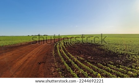 View country road, soy green leaves on soybean field, . Agricultural soy plantation in summer.