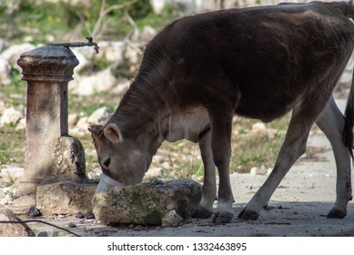 173 Cow drinking fountain Images, Stock Photos & Vectors | Shutterstock