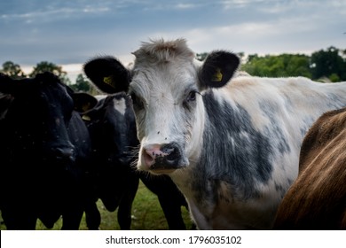 View Of Cow In Herefordshire Field With Dark Sky Staring At Camera Amongst Other Cattle