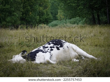 view of a cow laying on the field