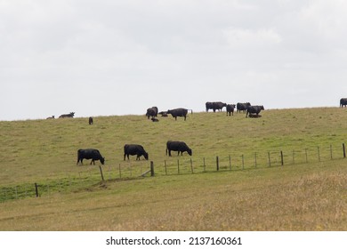 The View Of Cows Peacefully Grazing At Green Grass Hill, Te Henga Walkway, New Zealand.