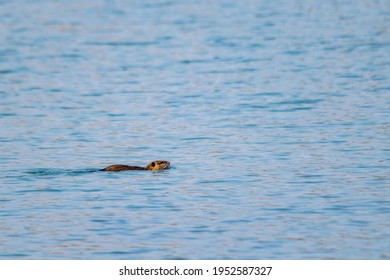 view of coypu swimming in a lake - Shutterstock ID 1952587327