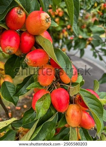 View of Crab Apple tree with fruit. Selective focus 