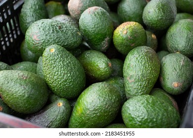 A View Of A Crate Full Of Almost Ripe Avocados, On Display At A Vendor Tent At A Local Farmers Market.