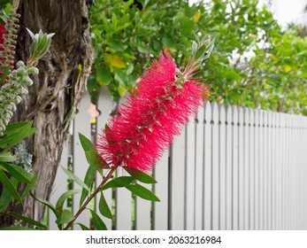 View Of Crimson Bottlebrush (Melaleuca Citrina) Flower