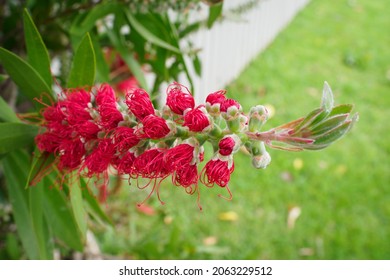 View Of Crimson Bottlebrush (Melaleuca Citrina) Flower