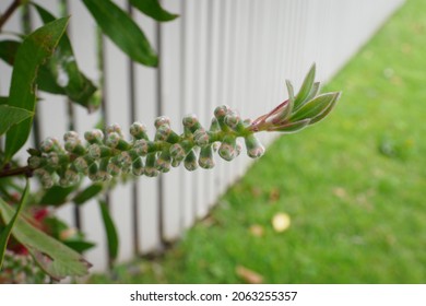 View Of Crimson Bottlebrush (Melaleuca Citrina) Flower