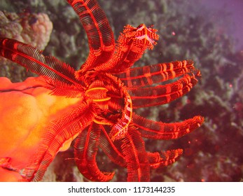 View Of The Crinoidea And Corals In The Red Sea