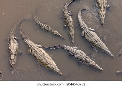 View from Crocodile Bridge or Puenta de Cocodrilos over the Tarcoles River in Puntarenas Province, Costa Rica Countless wild crocodiles are always visible. 