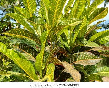 View of croton leaves. Colorful and fresh. - Powered by Shutterstock