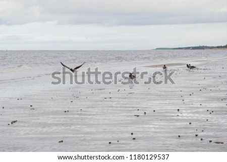 view of the crows on the shore of the sea, cold weather, cloudy