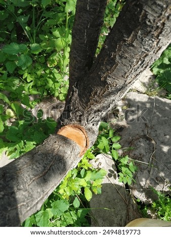 view of a cut down tree in the forest.